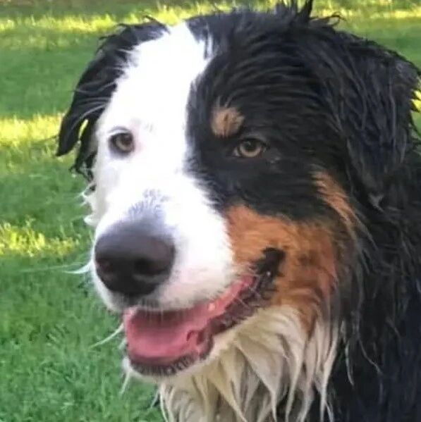 边牧犬被绑架靠自己得救，鄙视偷狗贼：“我是最聪明的狗狗”