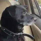 黏妈妈出门上班，“黑狗夫妻超爱搭车”，圆身靠窗发呆：开快点好吗