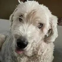 天气冷加件披风保暖，狗狗被裹成包子，仰头怀疑狗生