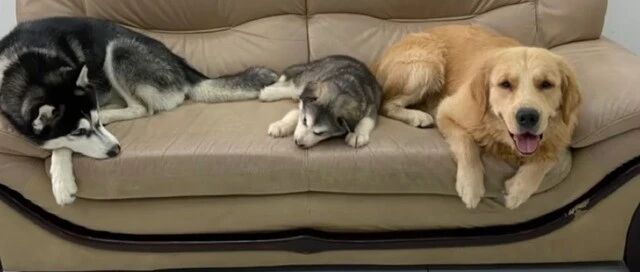 8张照片记录了养哈士奇后，家里沙发的变化，沙发消失记？