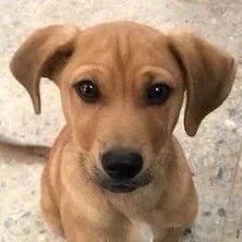 狗狗听完可怕6字，头靠外婆腰间，自闭讨拍，下秒却反被她笑