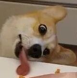 食物太诱人！贪吃犬趴上餐桌“眼发亮＋吐舌弯曲90度”网友笑翻