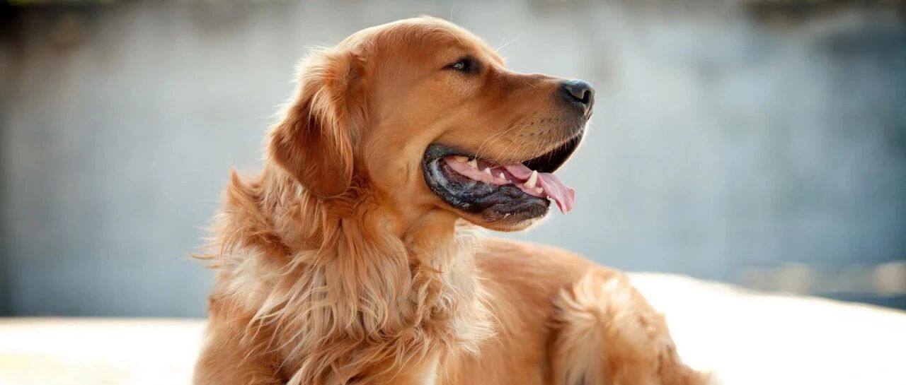 金毛接到主人命令后，在雨中纹丝不动，保安为它撑起一把雨伞