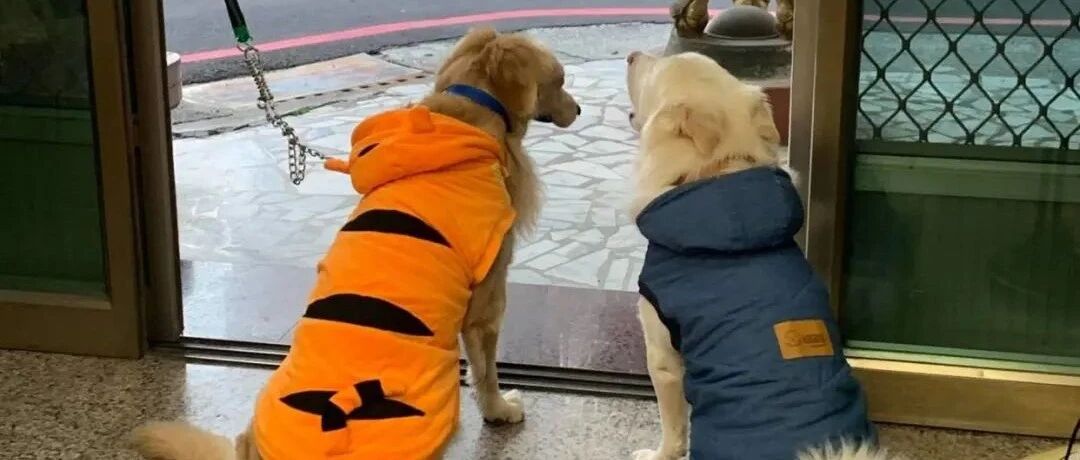 让老公帮忙给狗狗剃毛，主人回来一看：狗爪变鸡爪