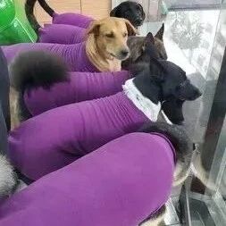 兽医院惊见6只“茄子”乱入！她见撞色制服，笑翻：来实习的吗？