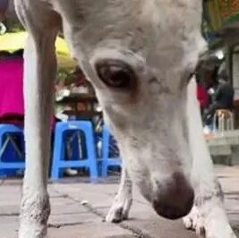 流浪狗饿成皮包骨头，男子喂了些食物后，汪鞠躬：谢谢你的帮助