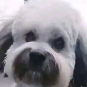 流浪狗不停向老板“作揖”，喂它三天，却被记住一辈，好可爱的狗