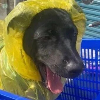 雨天硬要跟欧告包紧紧，坐篮子兜风，无辜眼萌晕网友：想保护妈妈