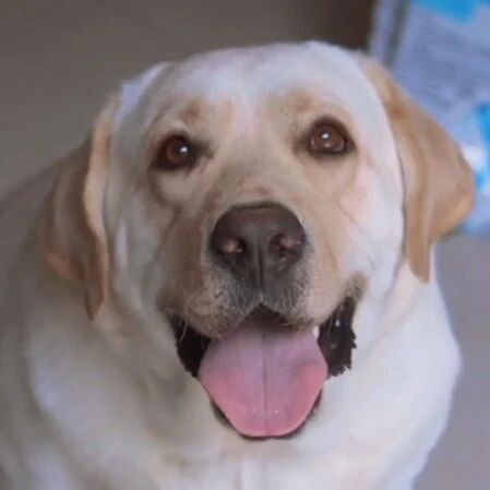 因为狗狗“会来事”，主人的宠物店生意火爆，活脱脱一只迎宾狗