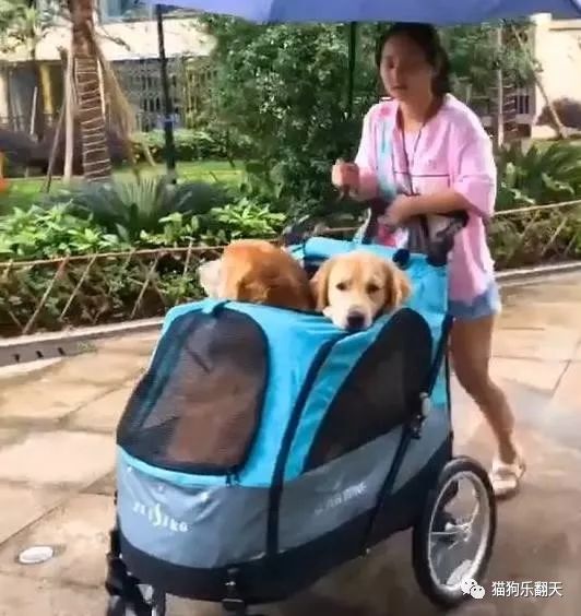 下雨天也不忘带金毛外出遛狗，可看到主人的遛狗方法后笑喷了！