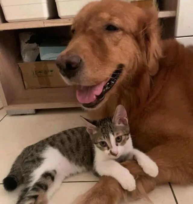 大金毛吸猫成瘾 它趁猫妈出门 2只小猫换着吸 结果猫妈回来了 全网搜