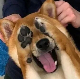 柴柴突然爱上洗澡，献吻美容师，笑炫新恋情