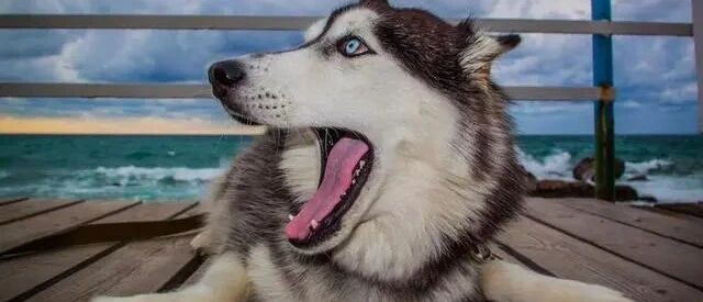 哈士奇摔断腿后，跑起来像关公提着青龙偃月刀，哈士奇：爱我，你怕了吗？