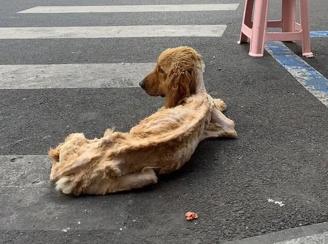 大金毛被遺棄痩成「排骨」，可它依然在原地等主人，不願離開… 寵物 第2張