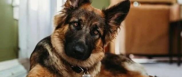 11岁老狗忠诚却不得善终，被捆石头扔进湖，罪犯竟是狗的主人……