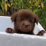 小狗在垃圾堆求救，情侣气愤责骂，看到钱和信后，他们却释怀了