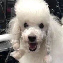 贵宾掀起整片打结大衣，美容师叹：穿可爱衣前请梳毛