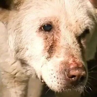 狗狗与奶奶相伴13年，奶奶离世后，狗狗仍每天坚持陪奶奶“散步”