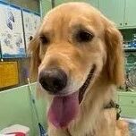 帮狗减肥饮控1个月，36KG金毛“体重不减反增”：我胖我骄傲