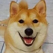 暴冲害爸滑倒！柴犬见脚流血“皱脸超自责”，他17字化解毛孩心结