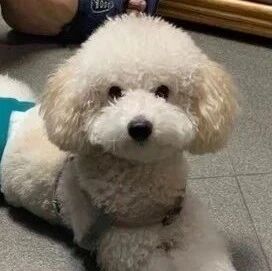 棉花头贵宾惨变“破掉抹布”，防疫在家洗完狗她傻眼了：你去整形吗