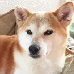 狗狗带尿不湿尿尿，尿完后一脸疑惑，狗：明明尿了，哪去了？