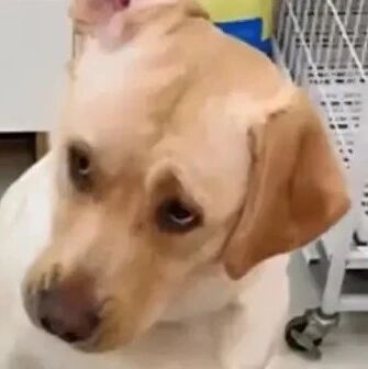 男子倒益生菌给狗狗，狗子误以为主人给自己下药，反应也太真实了