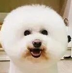 假日把狗交给爸妈带去放风！她醒来看消息，见“绿色比熊”