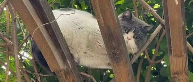 你不要我，我去找你，猫咪3个月跨越10公里，只为找到前主人……