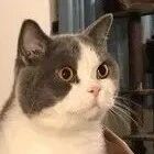 婴儿玩具常消失！监控拍下“萌贼爬床”，叼玩具玩超嗨