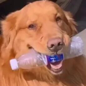 烟头引燃毛毯，家中金毛机智浇水灭火，这狗成精了吧