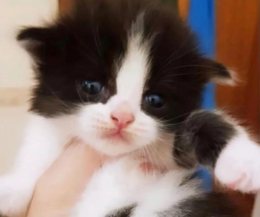 女孩花块钱买了只奶牛猫 越养越觉得奇怪 这体型也太大了吧 全网搜