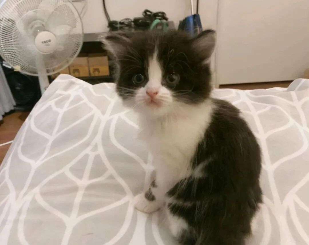 女孩花块钱买了只奶牛猫 越养越觉得奇怪 这体型也太大了吧 全网搜