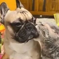 汪弟肥嫩嘴边肉太香，猫哥凑近“超大口咬下”，意外结局网友笑翻