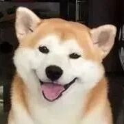 咬脚破皮被包成2支花生冰淇淋，柴柴呆望：怎么变这样？