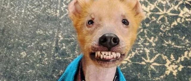 狗狗长得像丧尸，“黑粉”越来越多，主人：颜值翻车了