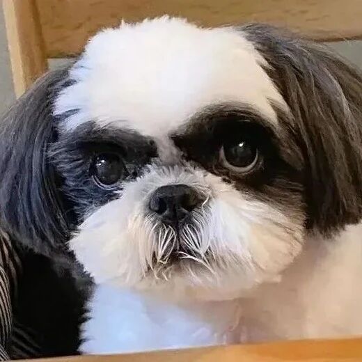 主人晒家里的狗子，网友看了笑哭：它长得好像我朋友