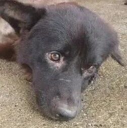 5年首次剃毛！小黑缩角落苦苦挣扎，网红把自己关笼陪它