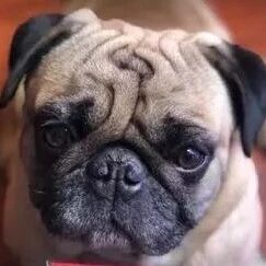 巴哥尿急冲去树林“找到巨大香菇”，阿母超惊喜：今晚来炖汤