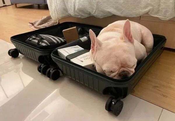 法斗犬走进行李箱 把自己打包 折手手趴下睡翻 带我走 全网搜