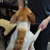 汪换新发型!背“高速公路”甜笑，饲主：它还没照镜子