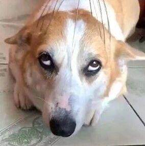 头皮按摩爽翻！戏精基销魂白眼照，令网友暴动