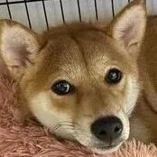 柴柴睡到一半跳起来：对电视低吼，爸吓坏开灯得知原因笑翻