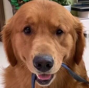 金毛被鹅欺负，哈士奇勇战大鹅，为兄弟出气，义气啊！