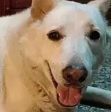 诵经团祝寿神明“肥肚狗狗”供品桌前睡翻，网友：全猪怎么放地上