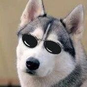 千万不能带二哈去赛场，不然...二哈：我不管，我就是最靓的仔