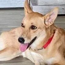 二度遭弃，见牵绳就发抖！1年没出门，幸亏遇见她，坐草皮灿笑