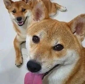 妹妹咬玩具求陪玩，柴哥直接无视，高冷的柴哥令妹妹傻眼