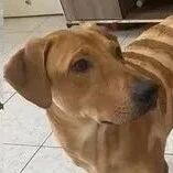 带两坨“螺旋面包”出门，吸引路人目光网萌晕：好想吃一口