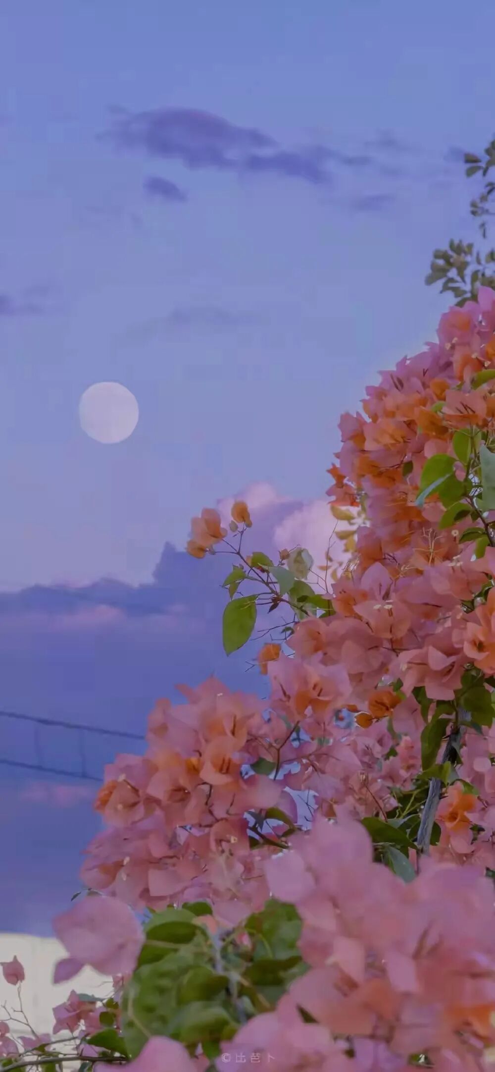 壁纸 真的好想在这个季节拥抱 全网搜